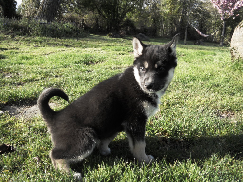 husky,chiot,siberien,huta