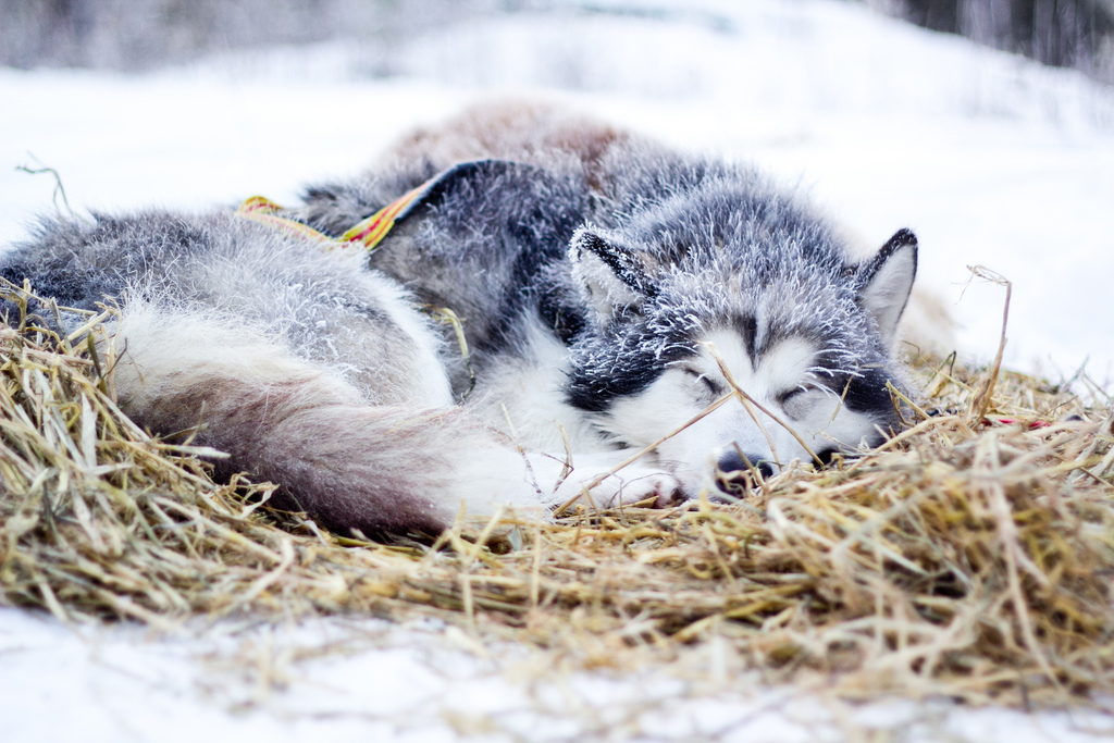 chien qui dort 02