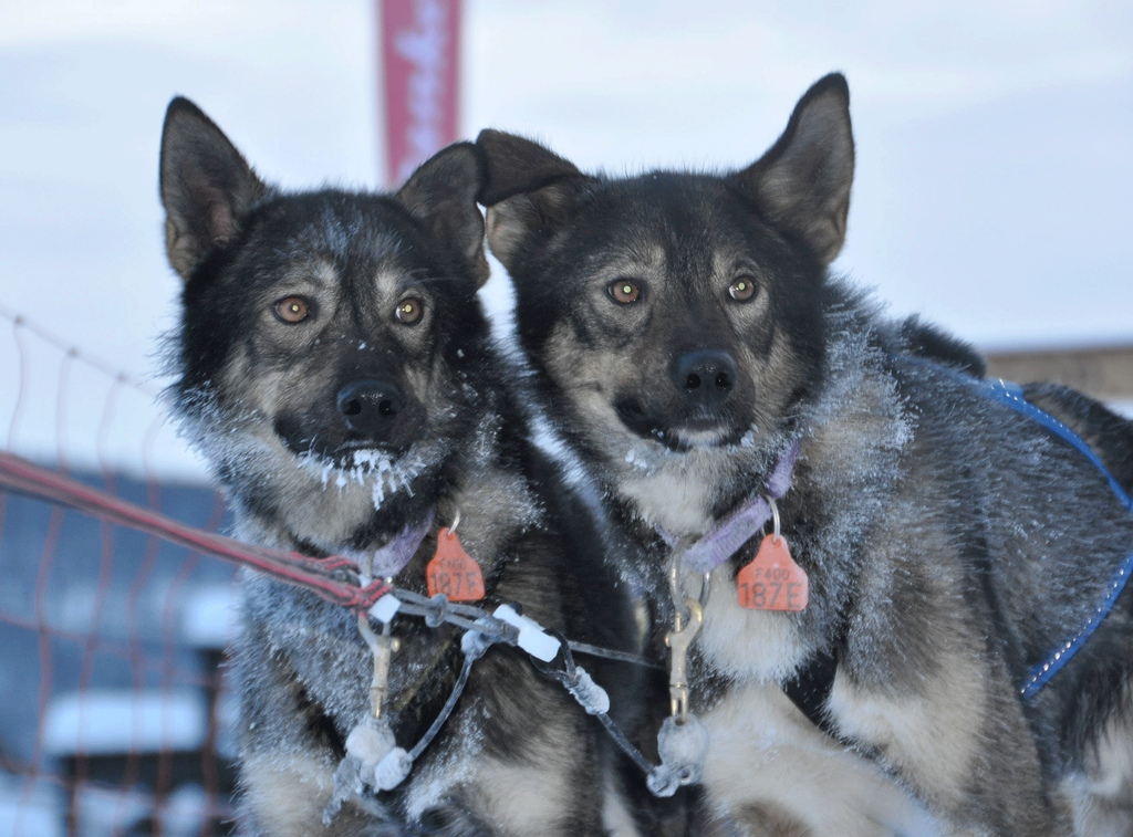 husky alaskan frere