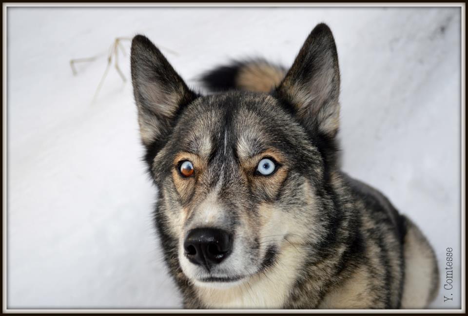 husky-siberien-chiot-neige-01