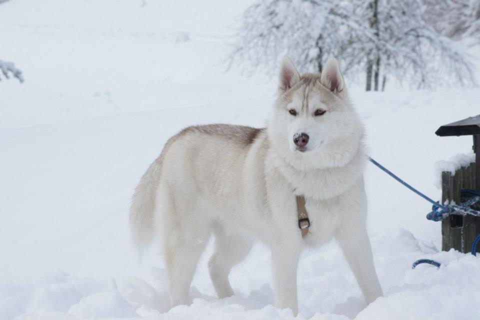 husky-siberien-chiot-neige-02