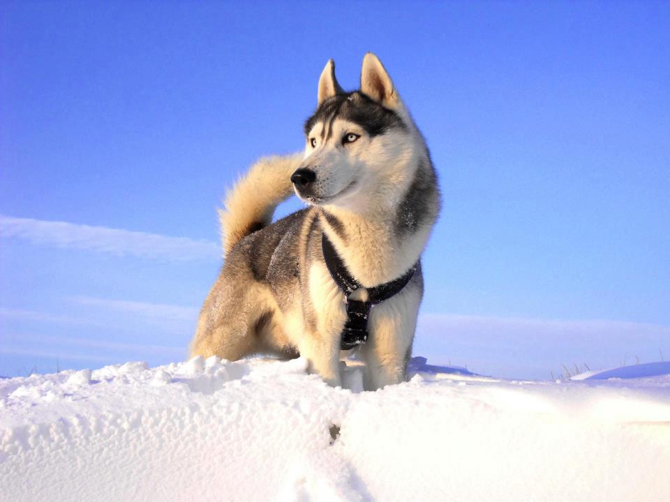 husky-siberien-chiot-neige-03