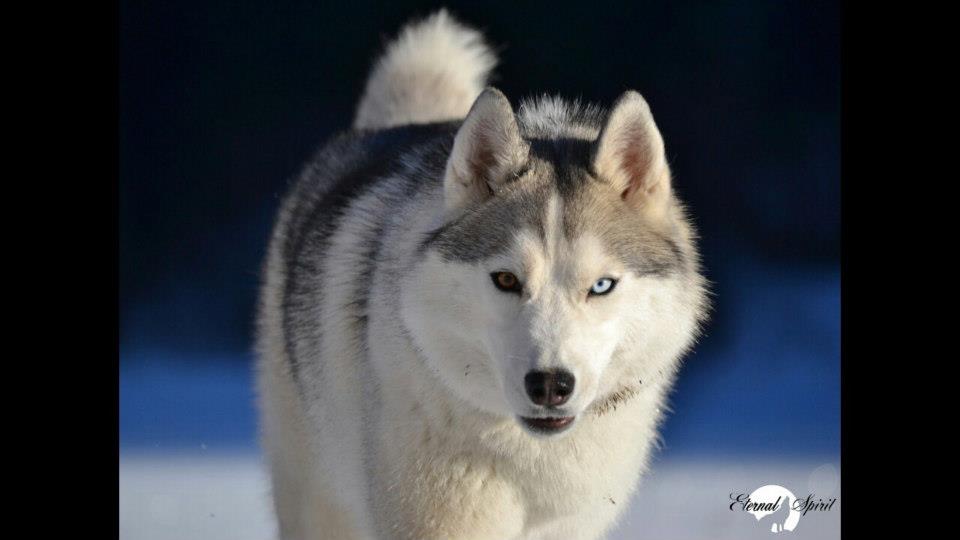 husky-siberien-chiot-neige-06