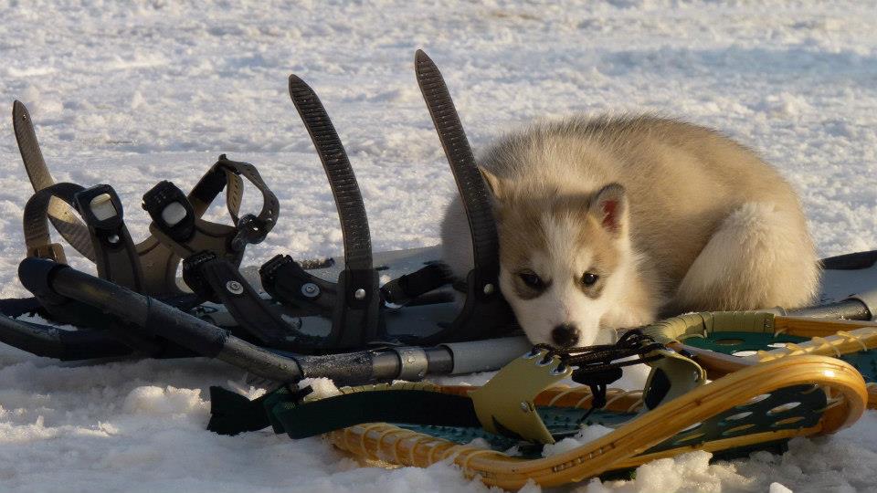 husky-siberien-chiot-neige-12