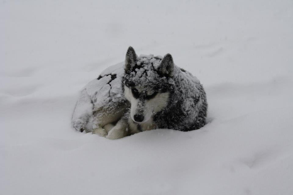 husky-siberien-chiot-neige-14