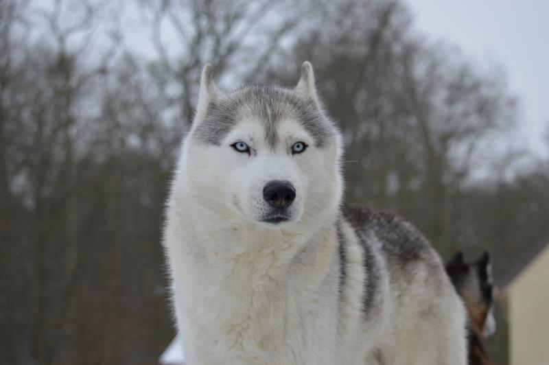 husky-siberien-chiot-neige-21