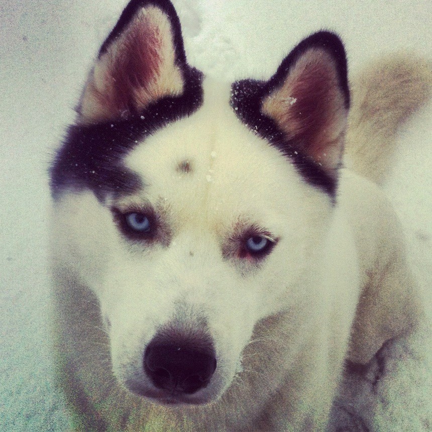 husky-siberien-neige-chiot-23