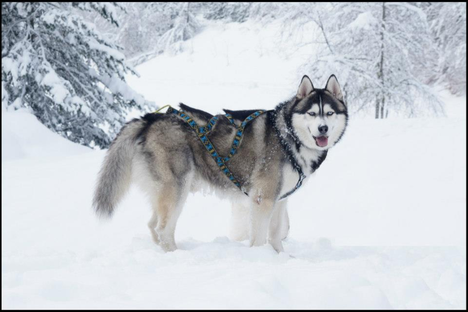 husky-siberien-neige-chiot